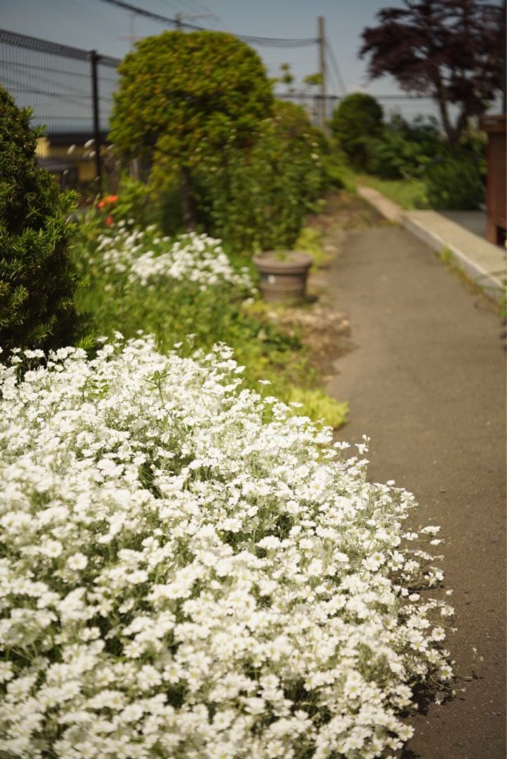 industar 50-2 f3.5/50 M42 オールドレンズ　調整済