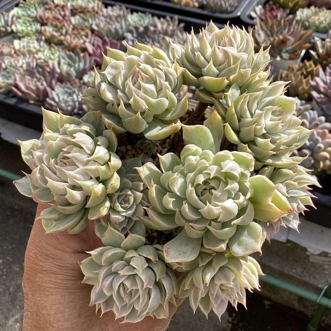 ハルビンゲリ錦　群生