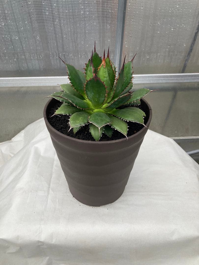 アガベ　多肉植物