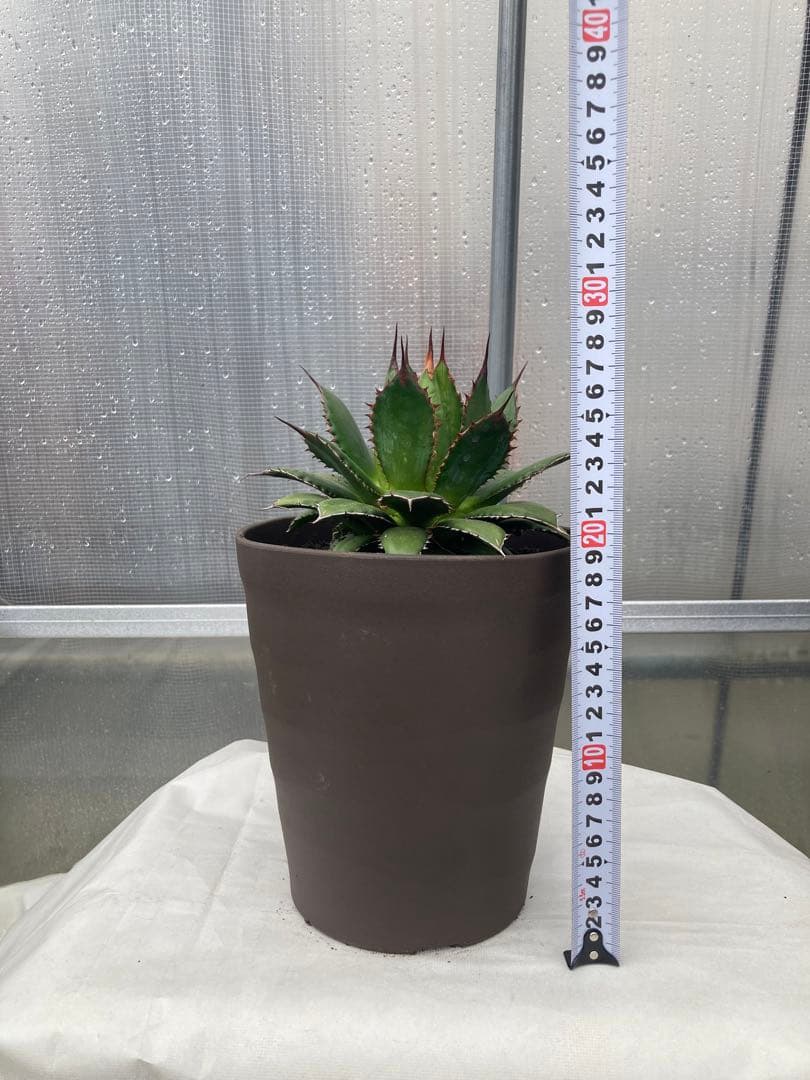アガベ　多肉植物