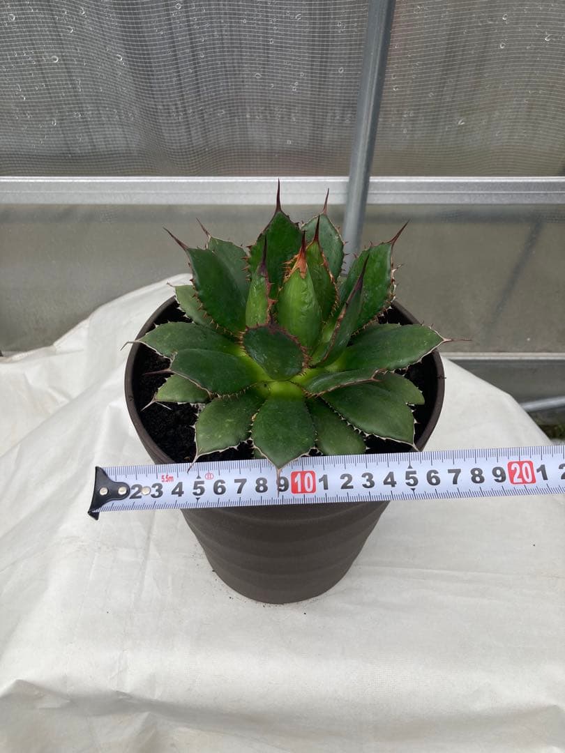 アガベ　多肉植物