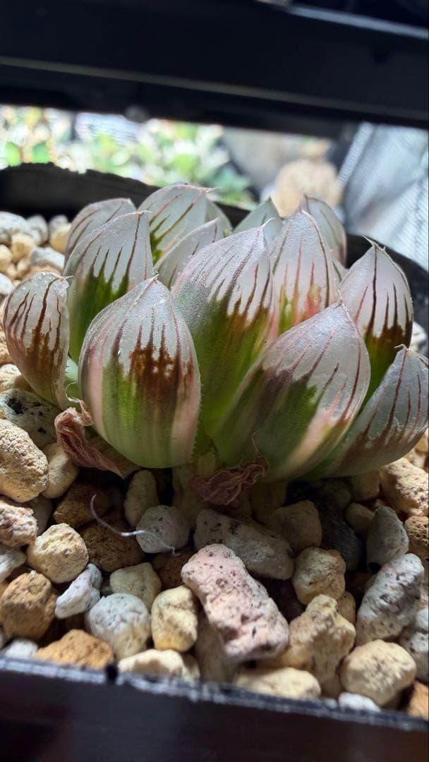 ハオルチア ピンクゴールドオブツーサ錦