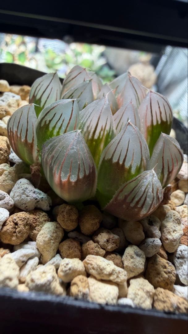 ハオルチア ピンクゴールドオブツーサ錦