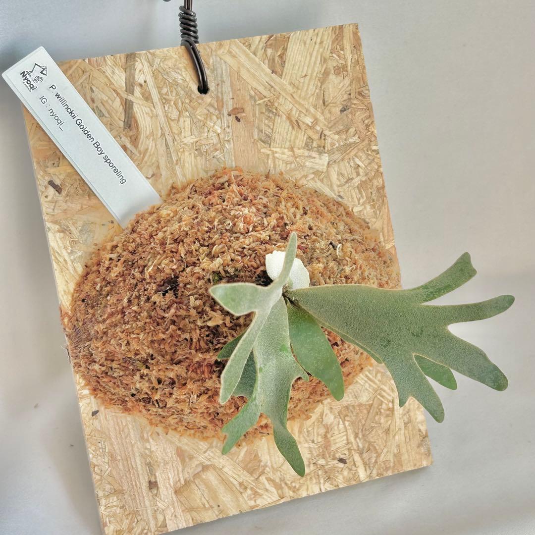 P. wilinckii Golden Boy spore【06】