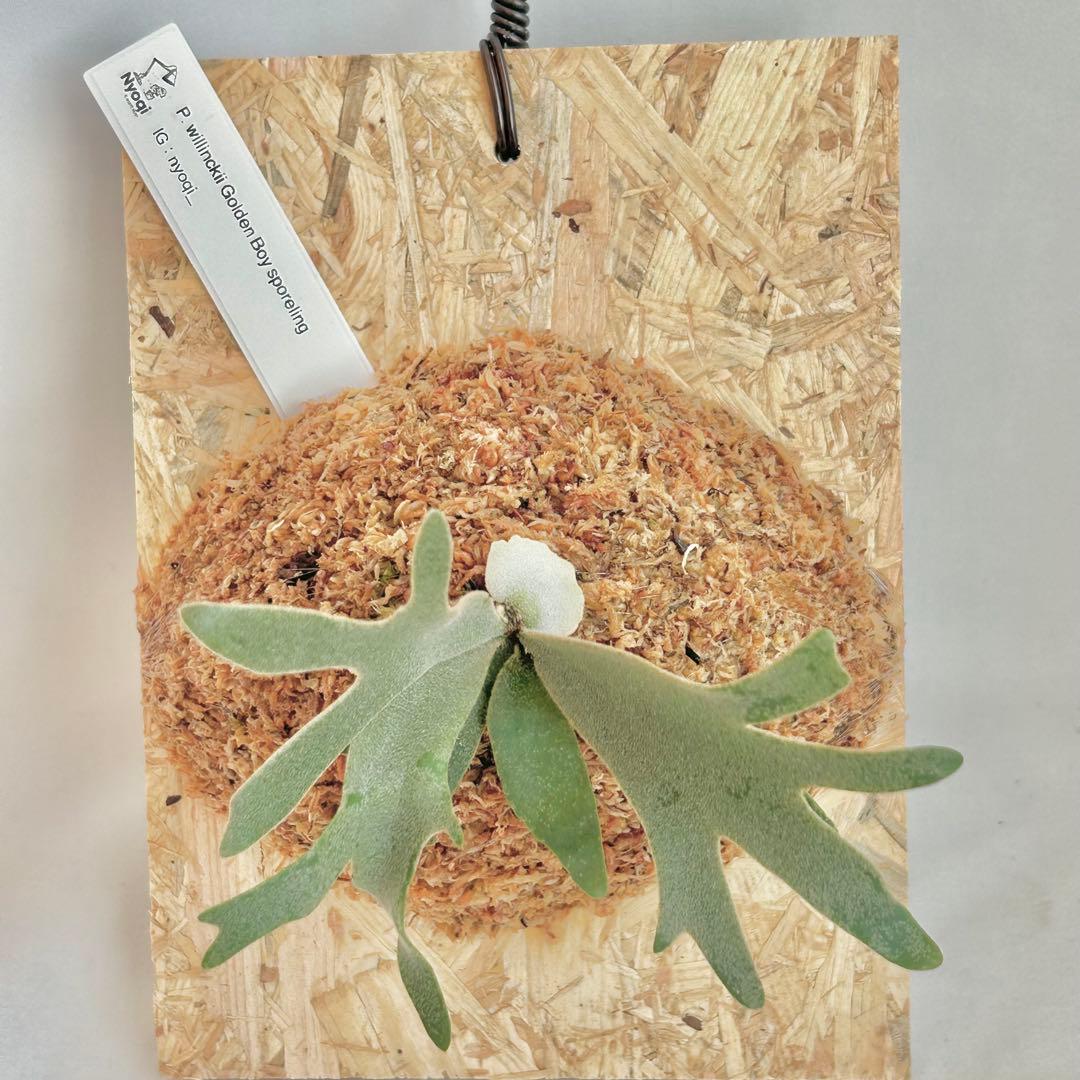 P. wilinckii Golden Boy spore【06】