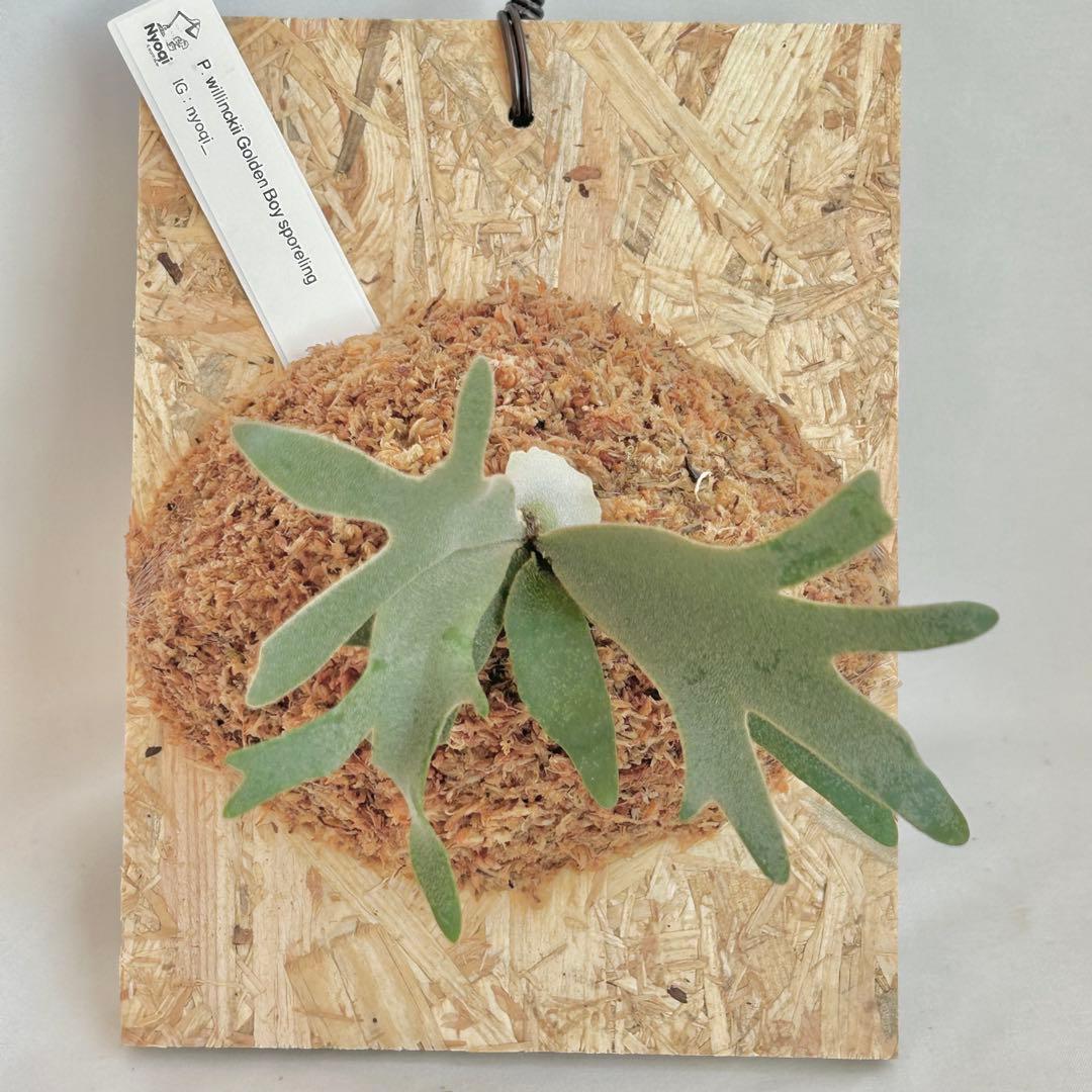 P. wilinckii Golden Boy spore【06】