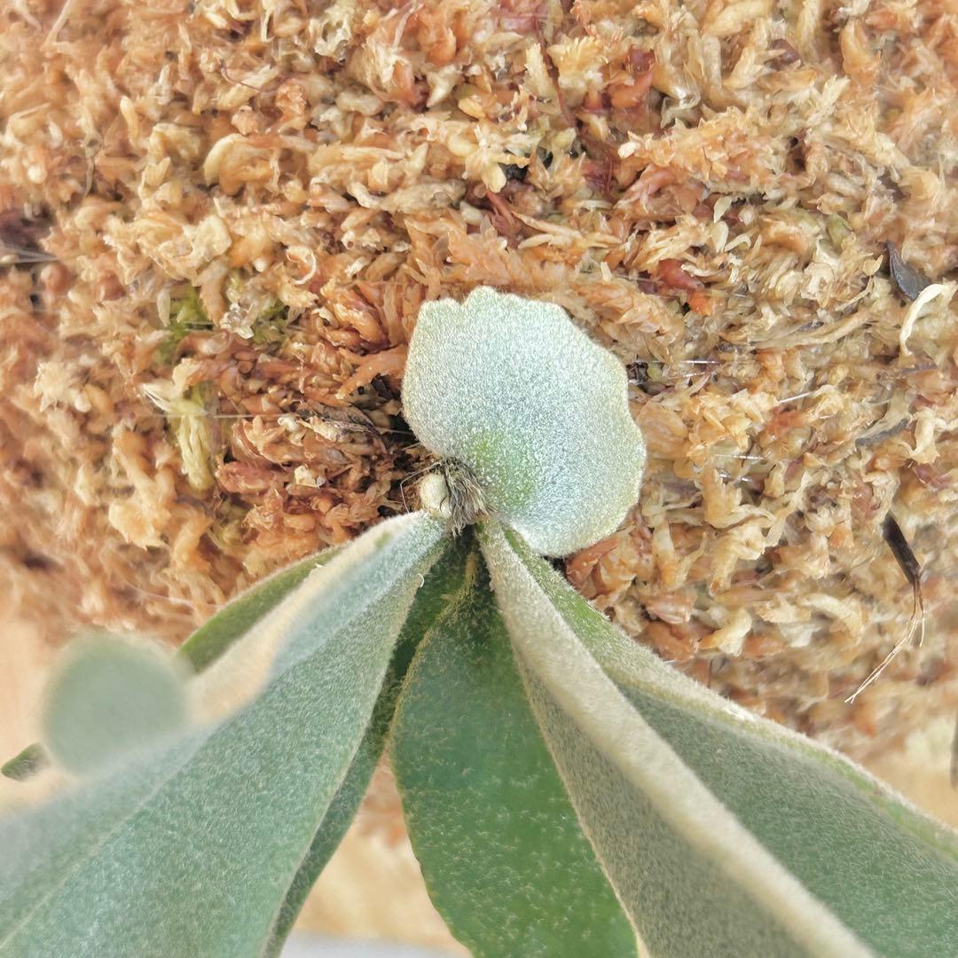 P. wilinckii Golden Boy spore【06】