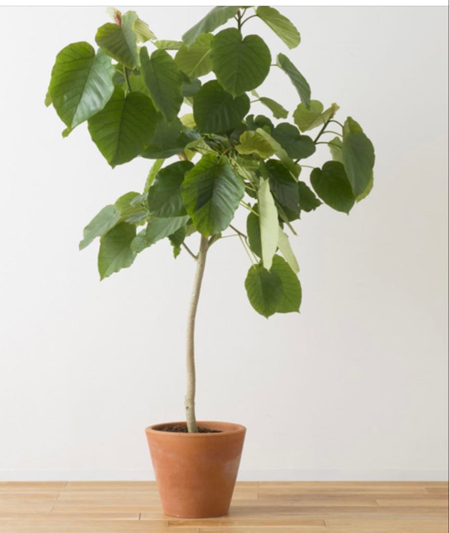 レア♡ヘミモルファイトのパフィーハートカービング