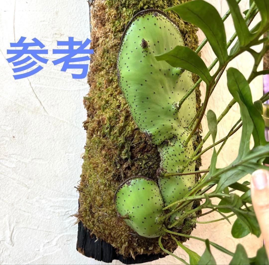 アリ植物　レカノプテリス　ミラビリス　板付