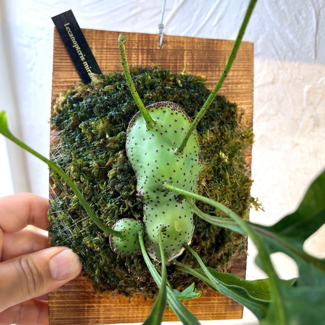 アリ植物　レカノプテリス　ミラビリス　板付