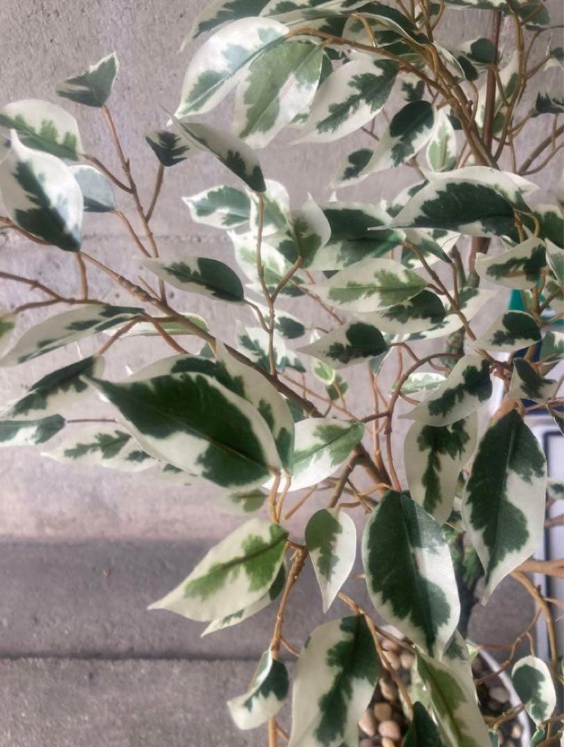 光触媒　人工観葉植物　ウォールグリーン　フェイク　ベンジャミンフィカス@g