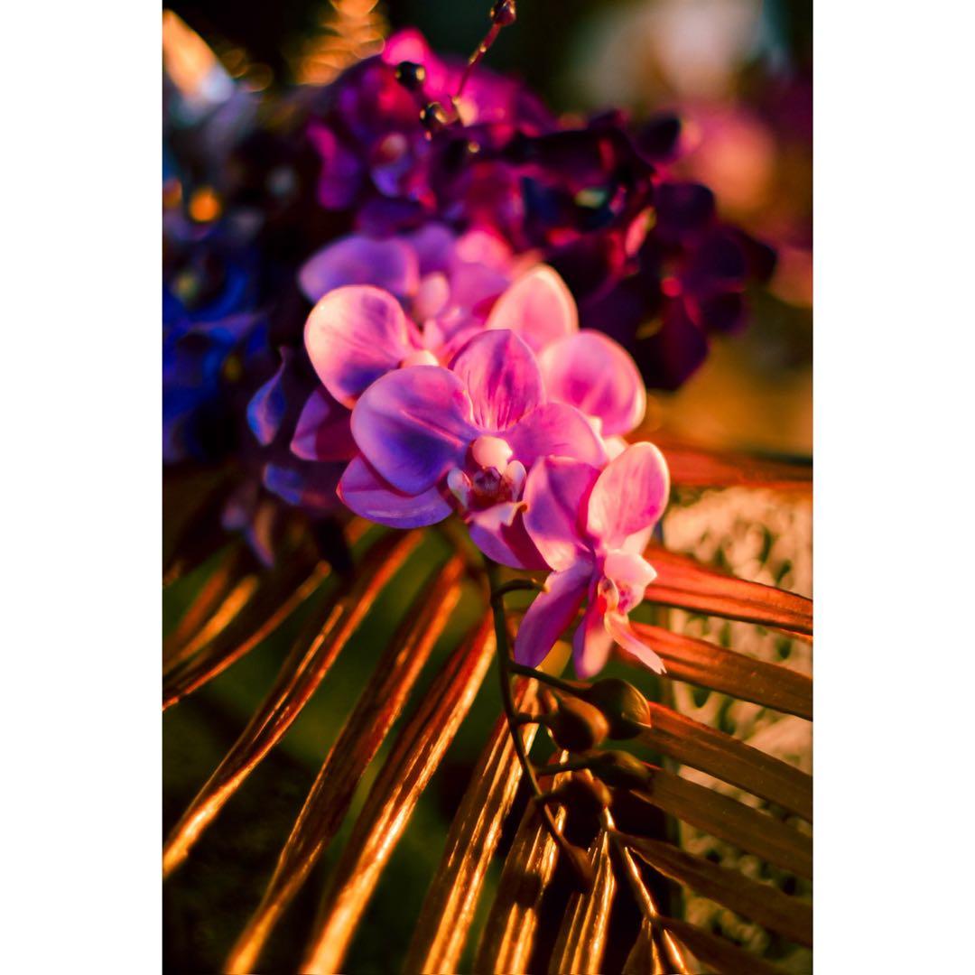 nikon ニコン D5600 一眼レフ カメラ ボディ レンズ3本セット