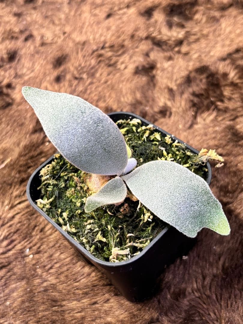 ビカクシダ P.SP.A pup
