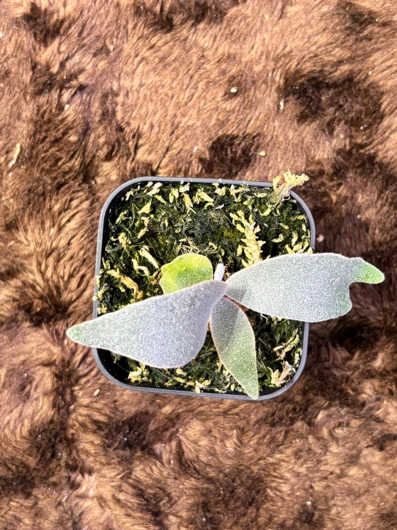 ビカクシダ P.SP.A pup