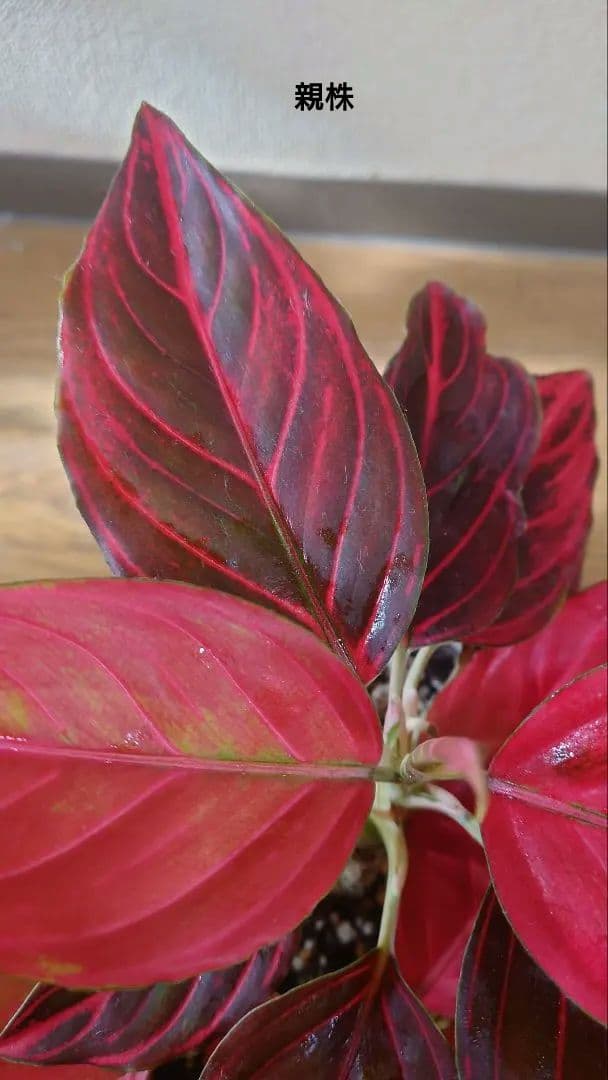 その他観葉植物 Aglaonema khan mak racha super red var
