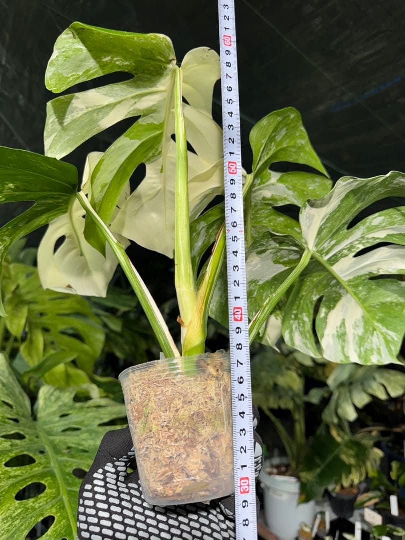 A18 モンステラ　ボルギシアナ　アルボ　ホワイトタイガー白斑　健康カット苗