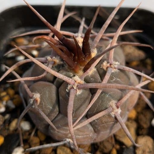 【実生特選剛刺強刺】守金魔天竜　ギムノカリキウム　国内繁殖苗サボテン　抜き苗発送