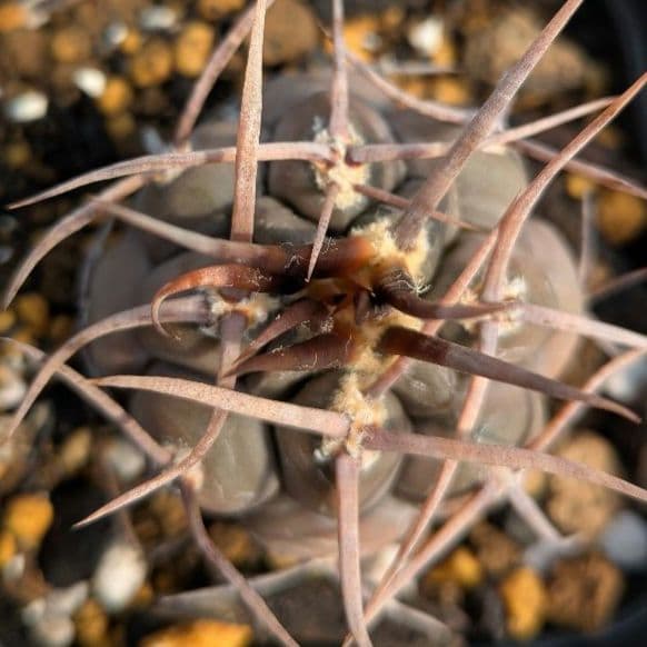 【実生特選剛刺強刺】守金魔天竜　ギムノカリキウム　国内繁殖苗サボテン　抜き苗発送