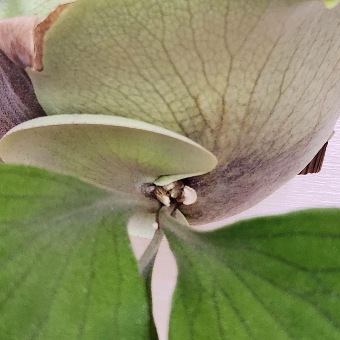 ドルフラOC子株　ヒリー P.hillii　Hulahands×Drummond