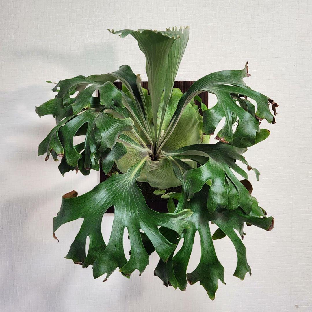 ドルフラOC子株　ヒリー P.hillii　Hulahands×Drummond