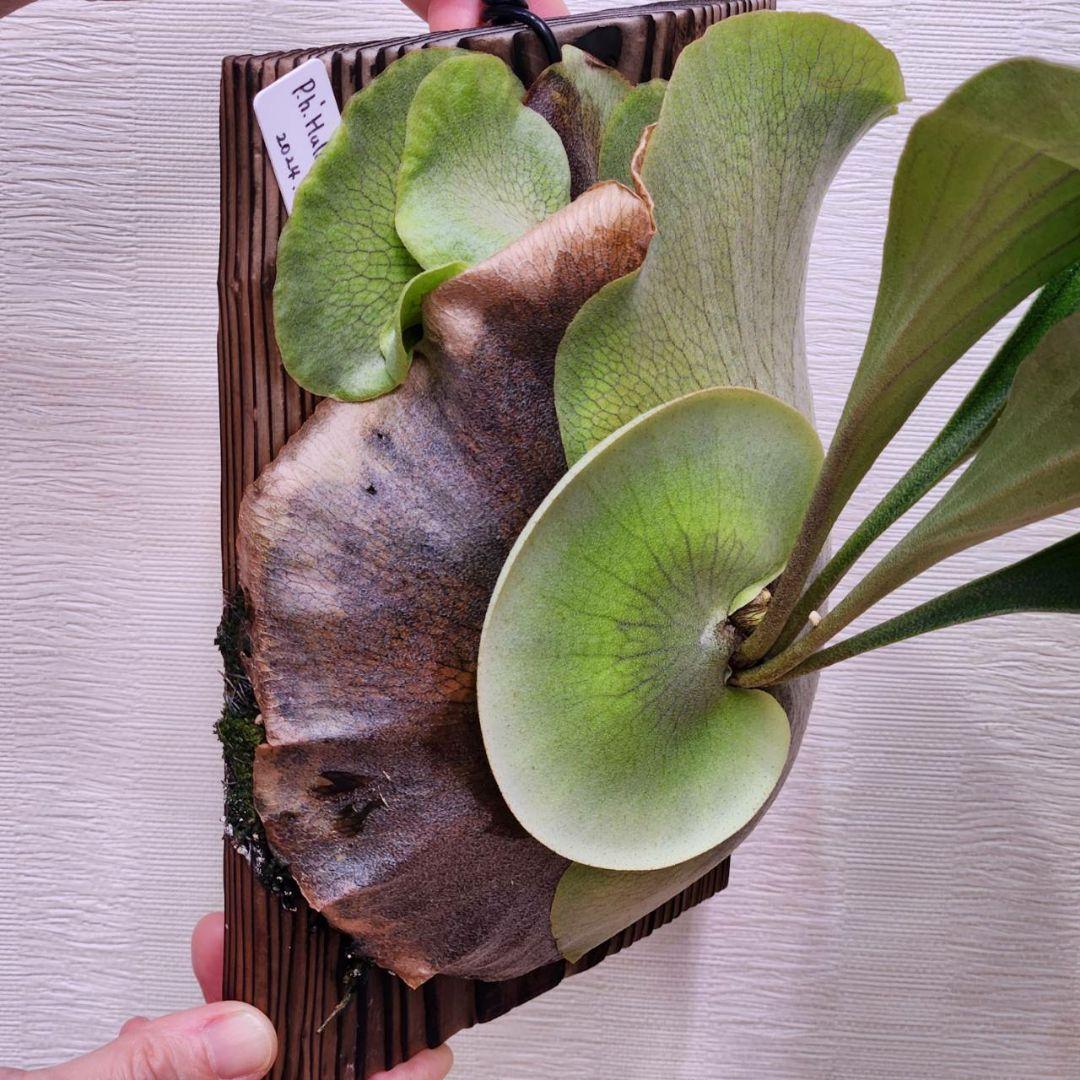 ドルフラOC子株　ヒリー P.hillii　Hulahands×Drummond