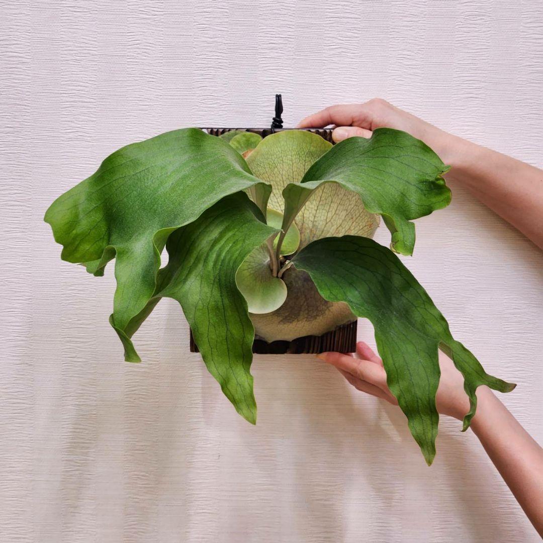 ドルフラOC子株　ヒリー P.hillii　Hulahands×Drummond