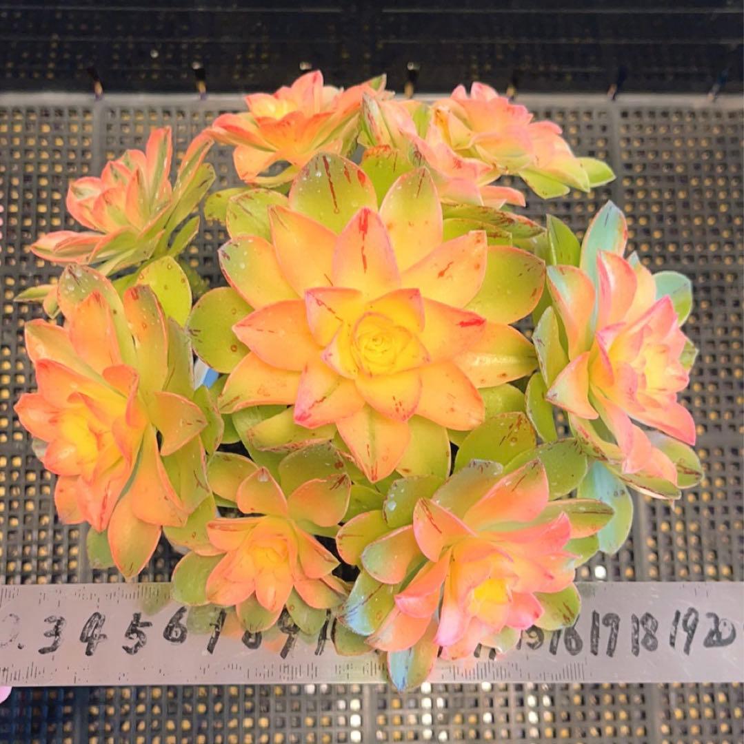 62#多肉植物❤️アエオニウム錦❤️ホロスパツラツム錦❤️9頭19cm拔き苗