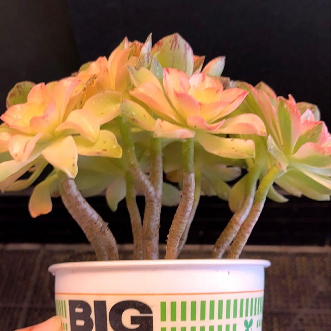 62#多肉植物❤️アエオニウム錦❤️ホロスパツラツム錦❤️9頭19cm拔き苗