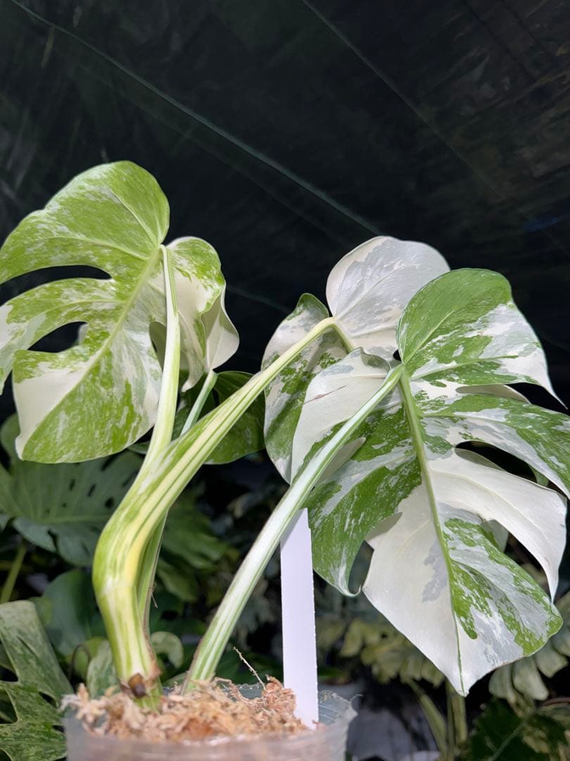 AB12 モンステラ　ボルギシアナ　アルボ　ホワイトタイガー白斑　健康カット苗