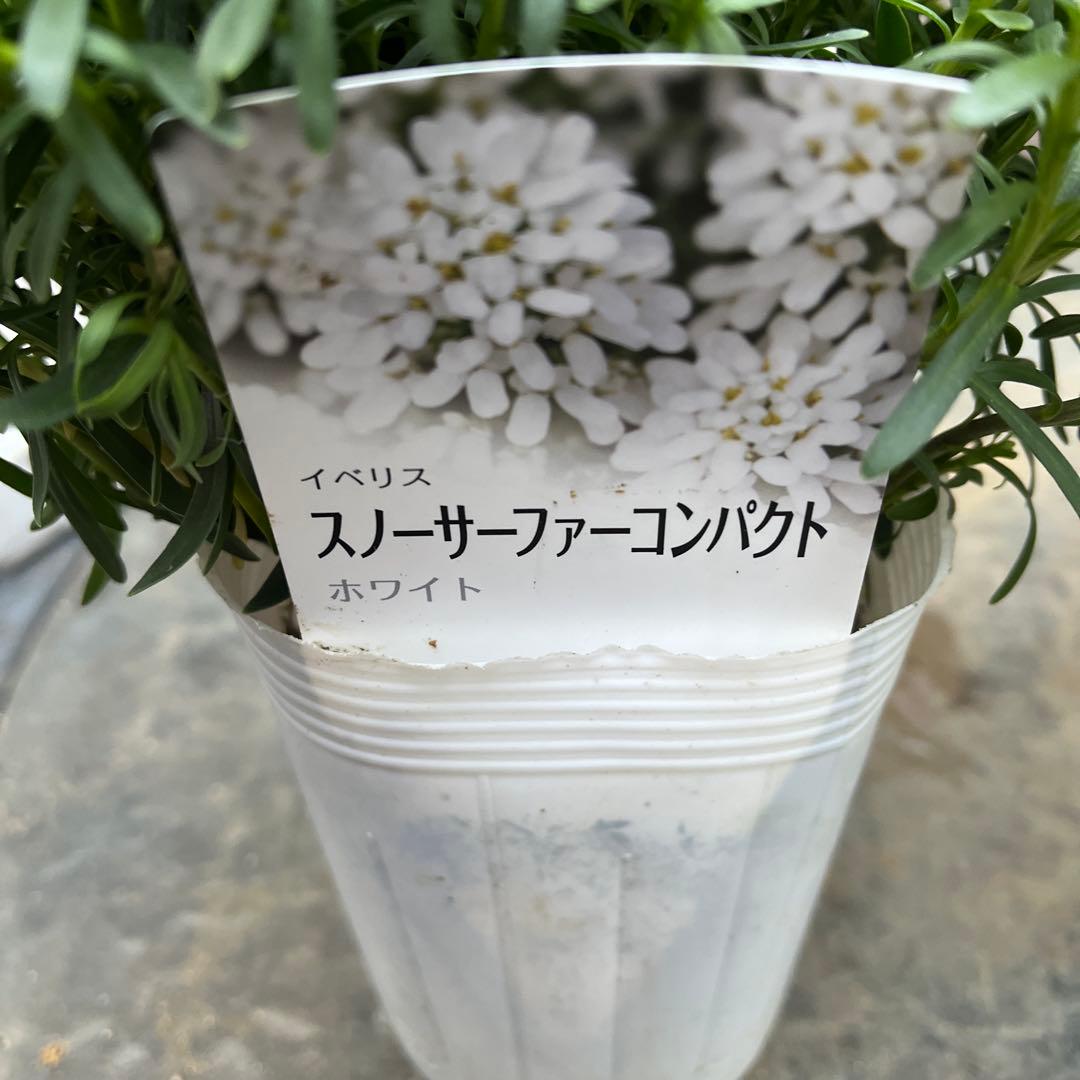 ルブの森★　極上株　イベリス　スノーサーファーコンパクト　ホワイト　8つ