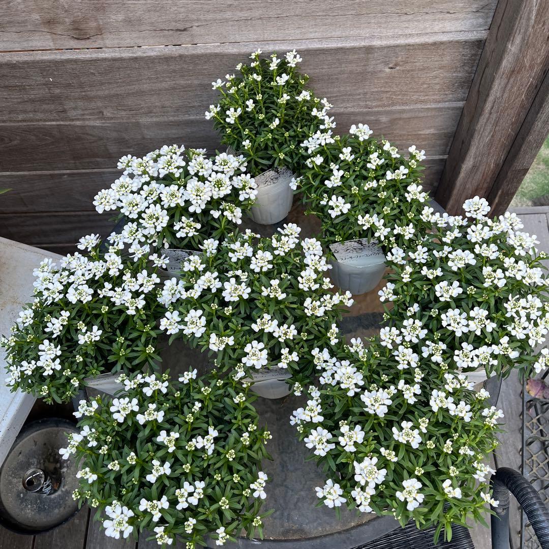 ルブの森★　極上株　イベリス　スノーサーファーコンパクト　ホワイト　8つ