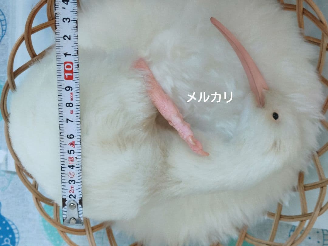 アートドール「白変種のキーウィ」作家作ぬいぐるみ artdoll