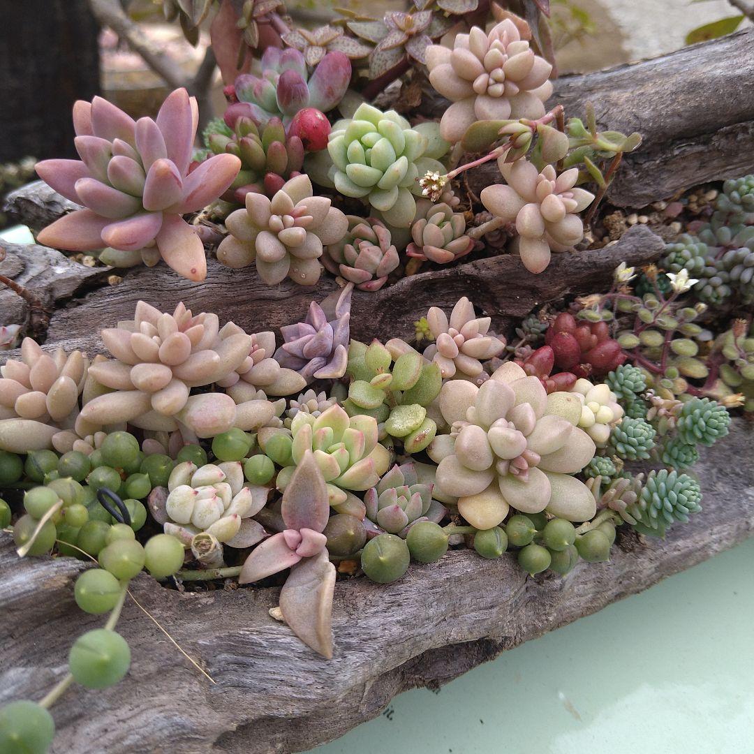 多肉植物寄植え【流木寄せ】　そのまま飾れる寄せ植え　匿名発送