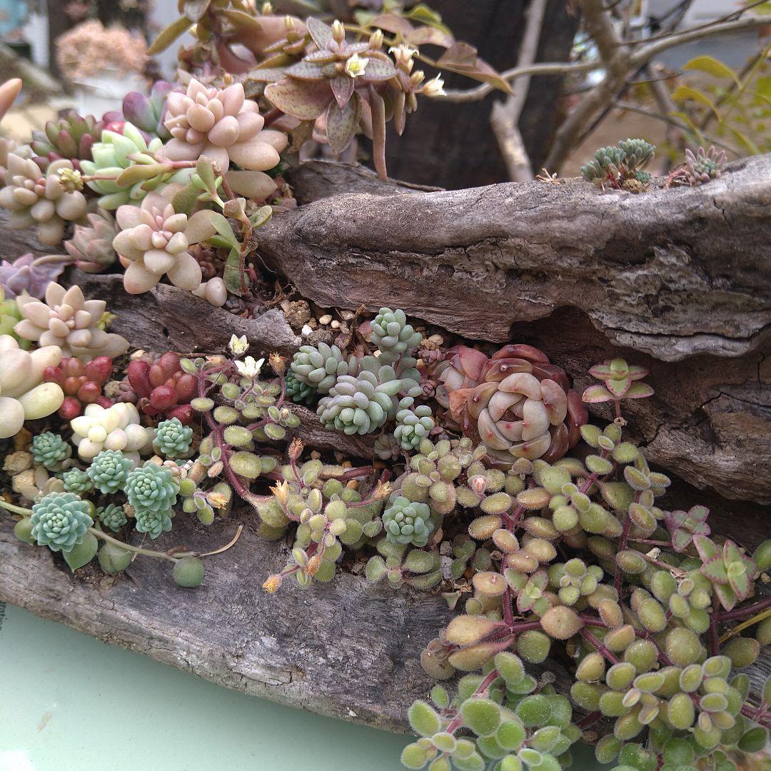 多肉植物寄植え【流木寄せ】　そのまま飾れる寄せ植え　匿名発送