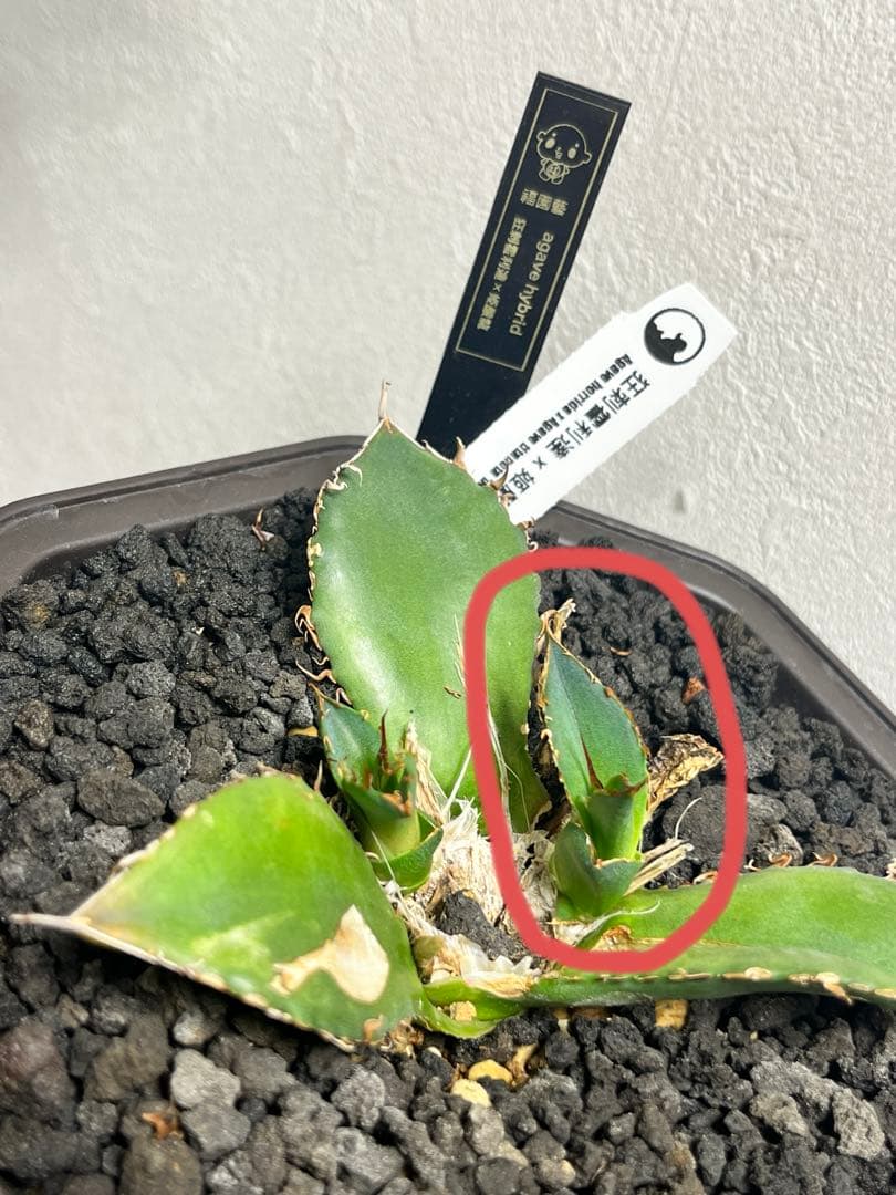 アガベ ハイブリッド 狂刺霍利達 × 姫厳龍 子株 agave hybrid