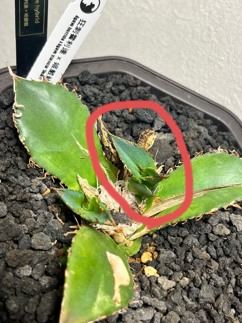 アガベ ハイブリッド 狂刺霍利達 × 姫厳龍 子株 agave hybrid
