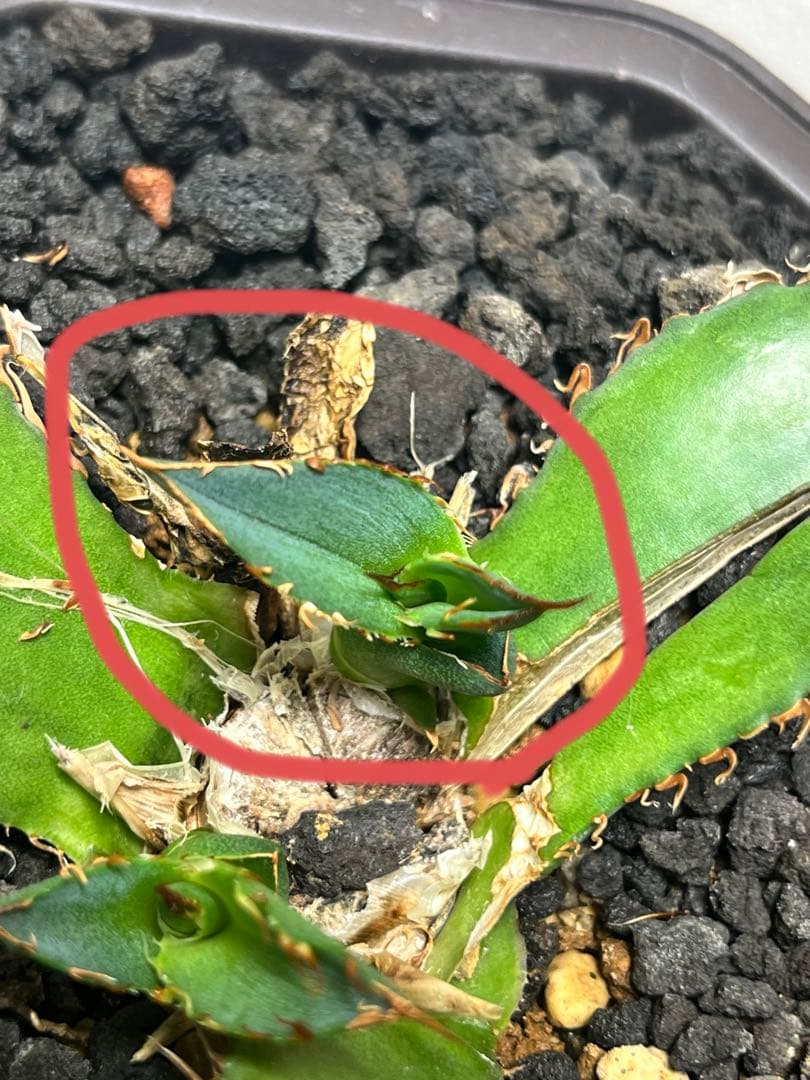 アガベ ハイブリッド 狂刺霍利達 × 姫厳龍 子株 agave hybrid