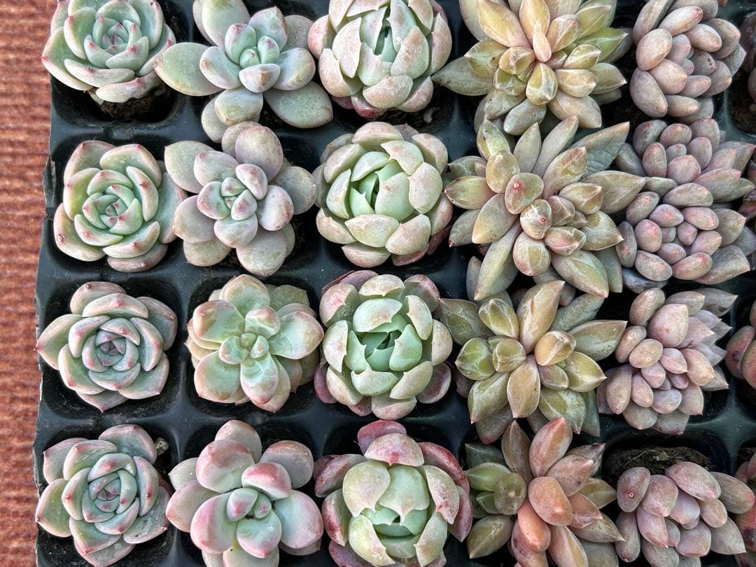 多肉植物 プラグ苗 70個 セット ㉔ 【手入れ済】韓国苗 エケベリア