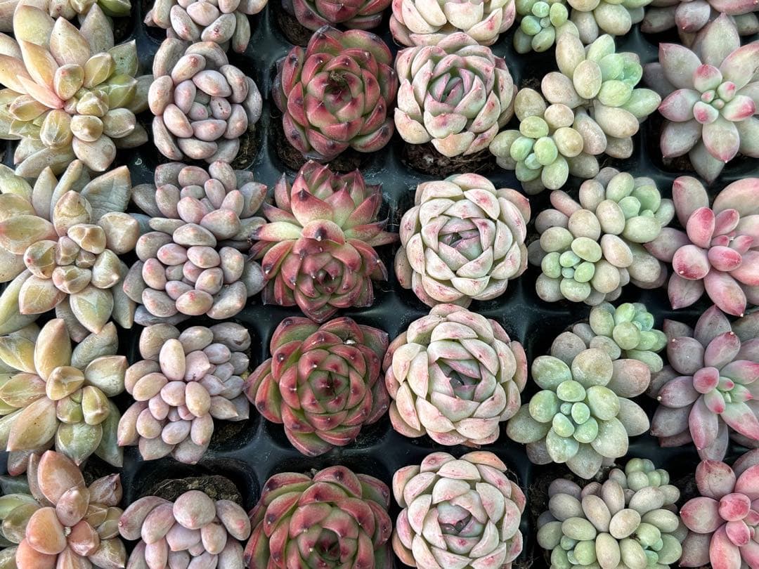 多肉植物 プラグ苗 70個 セット ㉔ 【手入れ済】韓国苗 エケベリア