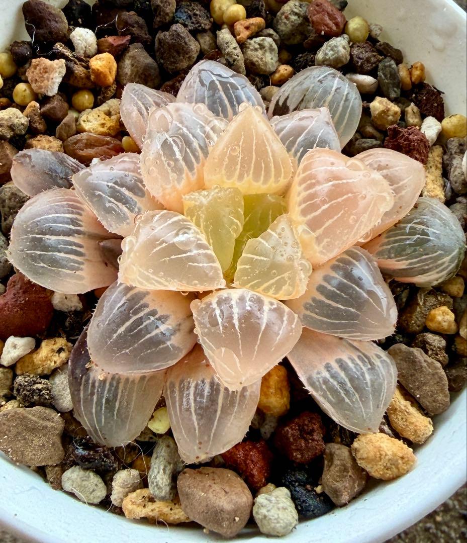 H*i様 多肉植物　ハオルチア　糯オブツーサ錦　糊斑　鮮明錦　超美品