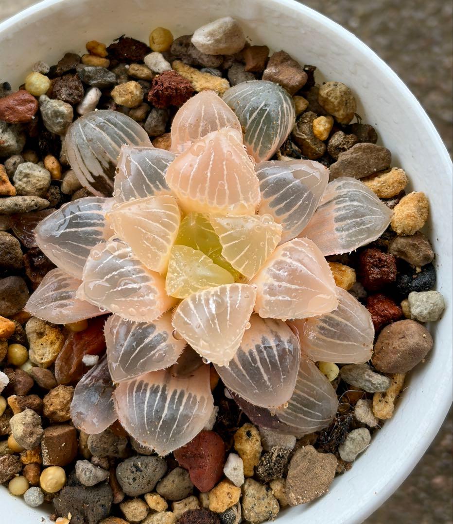 H*i様 多肉植物　ハオルチア　糯オブツーサ錦　糊斑　鮮明錦　超美品