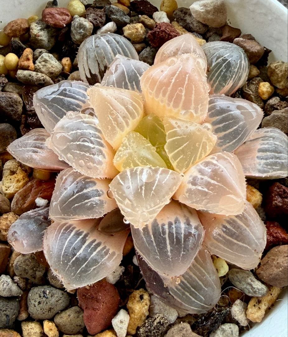 H*i様 多肉植物　ハオルチア　糯オブツーサ錦　糊斑　鮮明錦　超美品