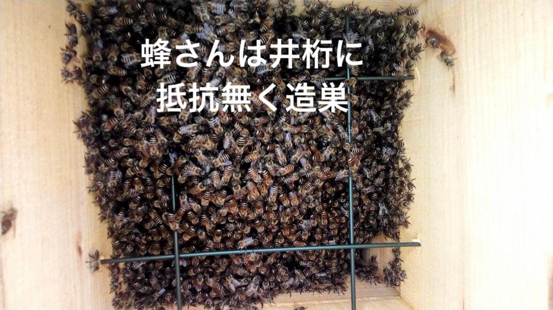 ニホンミツバチ重箱式巣箱4段 スライド底板 付巣門台座　スノコ付き　セット割引有