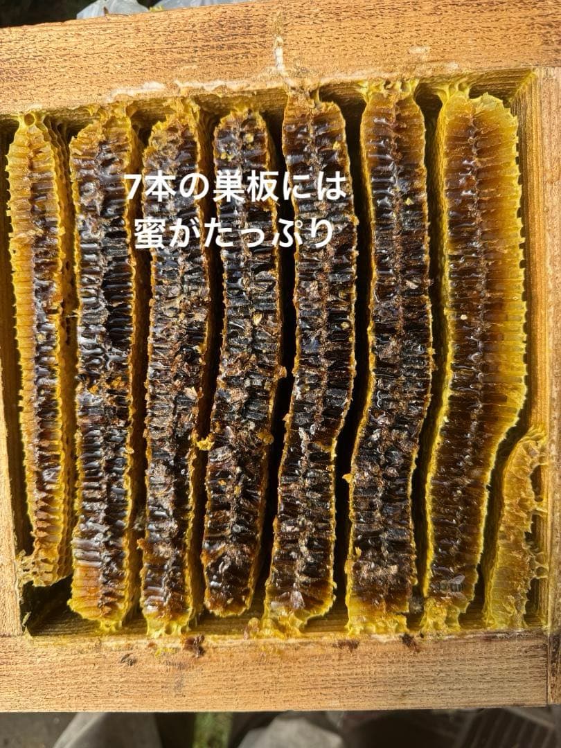 ニホンミツバチ重箱式巣箱4段 スライド底板 付巣門台座　スノコ付き　セット割引有