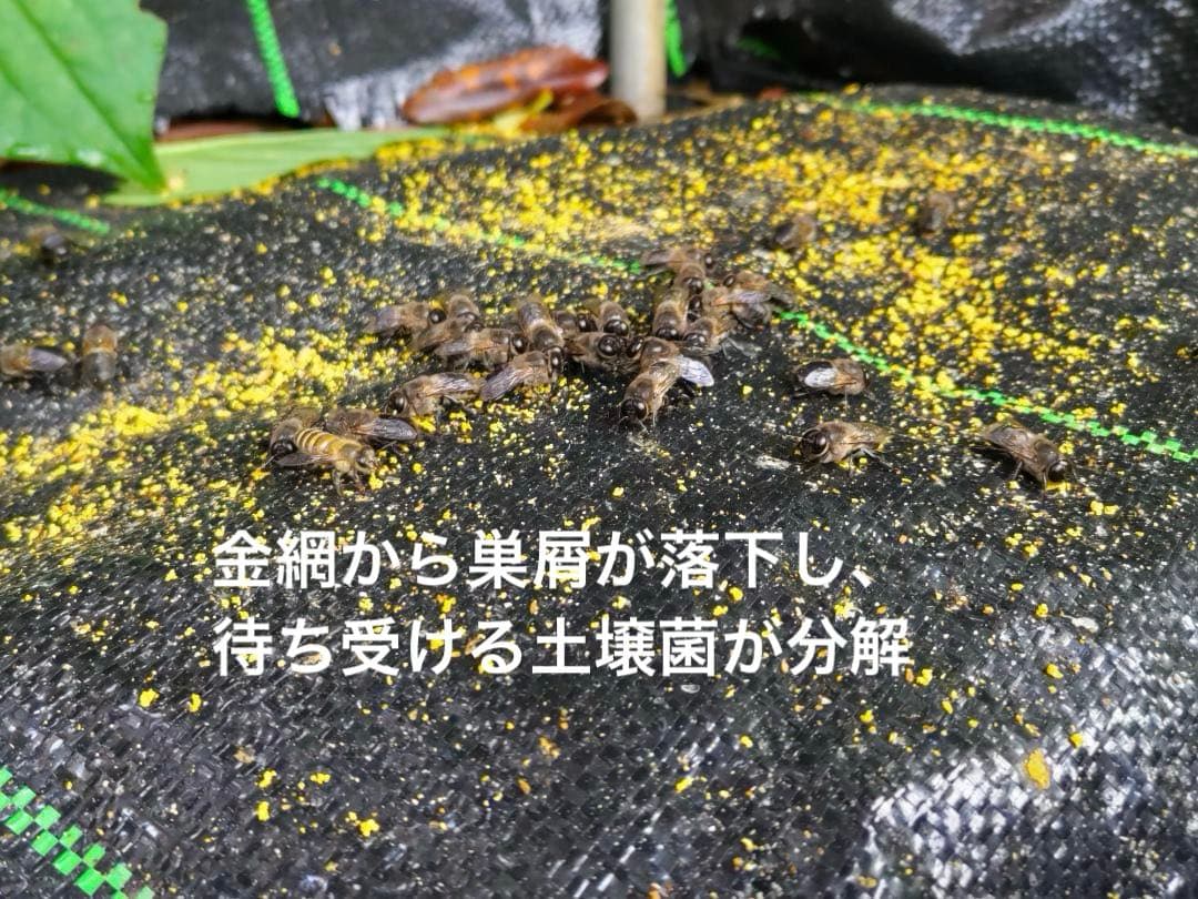 ニホンミツバチ重箱式巣箱4段 スライド底板 付巣門台座　スノコ付き　セット割引有