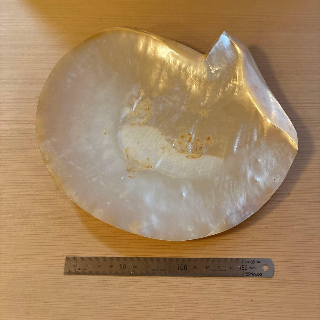 大きな貝殻菓子器　茶道具20センチぐらい