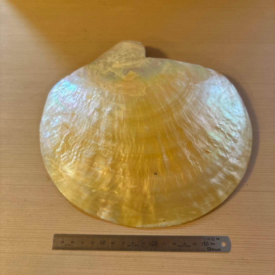 大きな貝殻菓子器　茶道具20センチぐらい