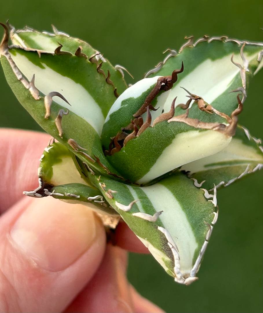 【極上特選高級株】太陽神白中斑①アガベ　極上株　根付き