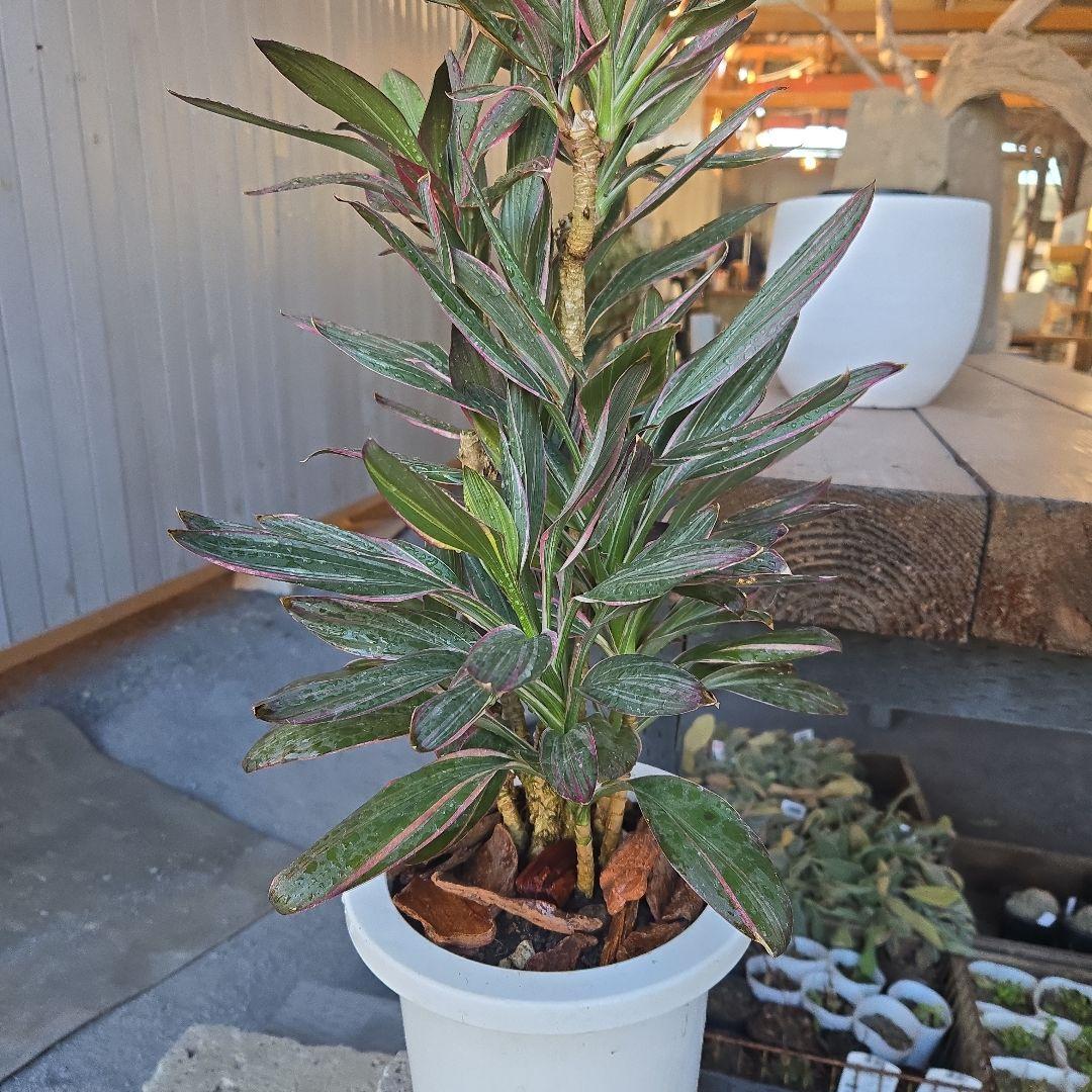 ⑥　コルジリネ　サンゴ　7号最高等級極上品　　超希少品種‼️