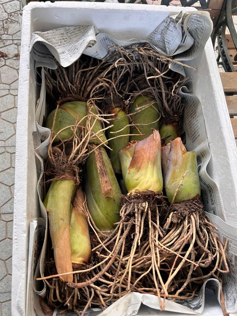 ハスイモの抜き苗（大きさ色々)13株➕オマケ苗